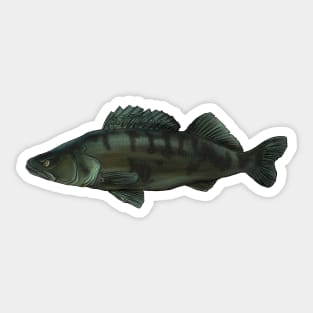 Blue walleye Sticker